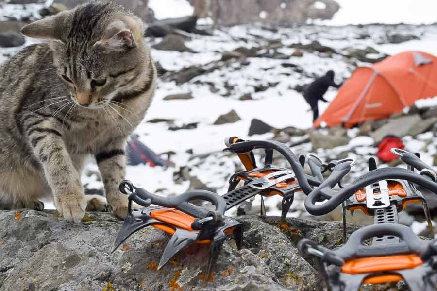 Кошка-путешественница из Кузбасса, занимается экстремальным спортом