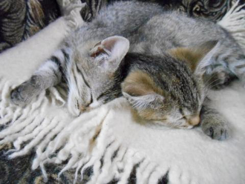 Грустная история про двух лянгасовских кошек