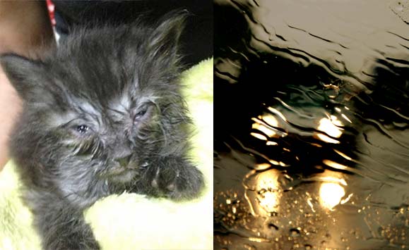 Спасенный с грязной обочины котенок вырос в красивого кота с серебристой гривой
