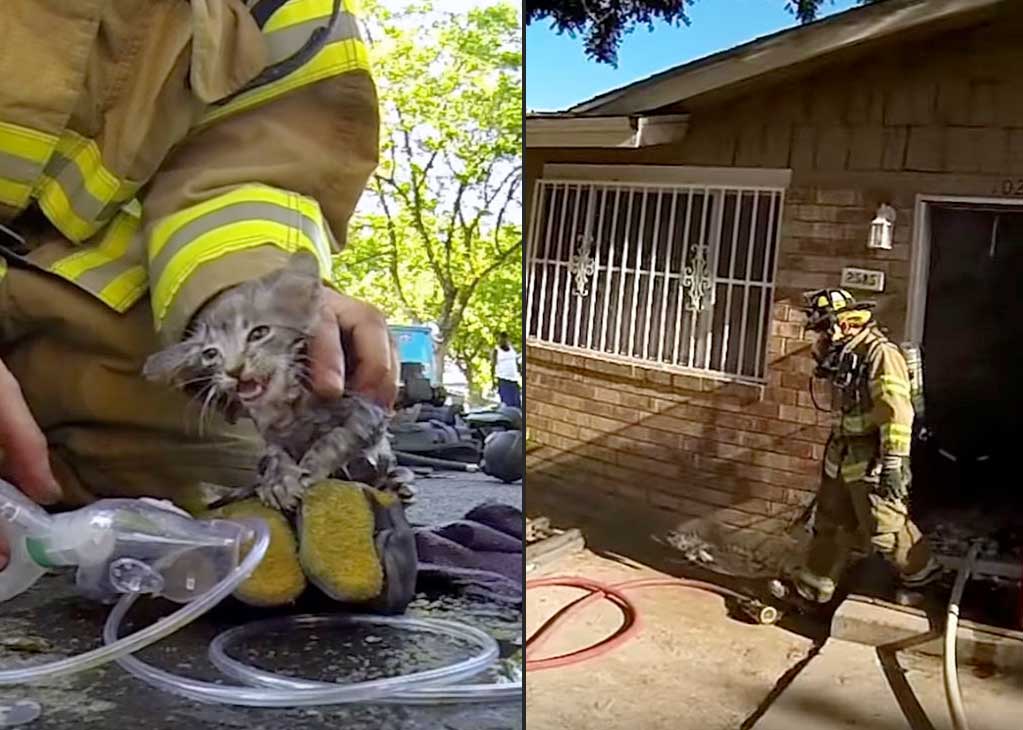 Пожар едва не унес жизнь маленького котенка… Как же пожарные сумели спасти такого кроху?