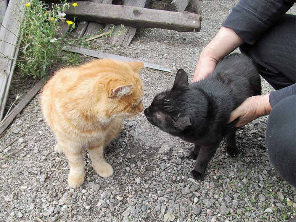 Настоящая дружба или простая история про двух разных кошек