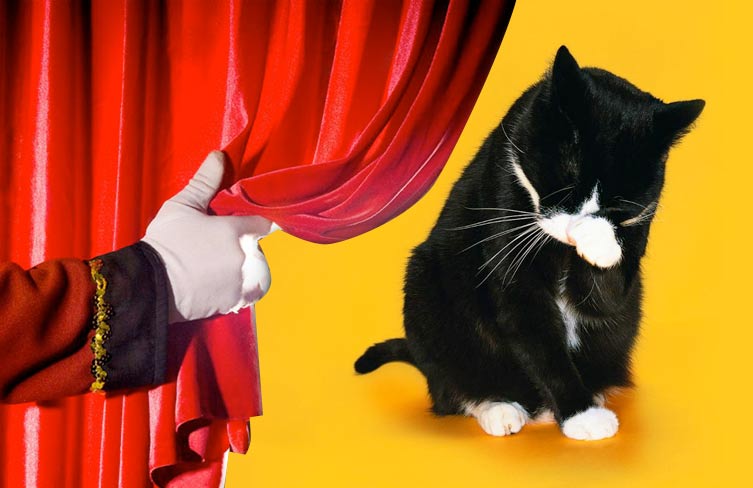 Пьеса про кошек в четырех действиях «Все кошки делают это»