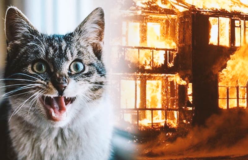 Кошка спасла от смерти в огне дедушку, но сама выбраться не смогла