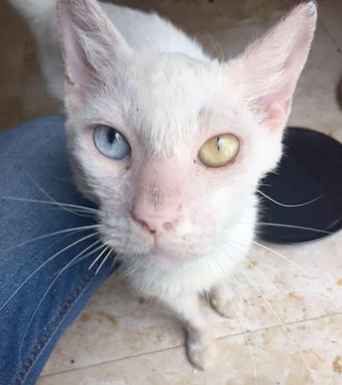 полуслепой кот которого спасли с улицы флориды фото