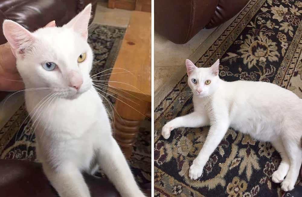полуслепой кот которого спасли с улицы флориды фото