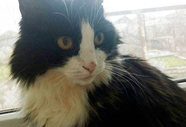 Астраханская кошка с пулей под сердцем нашла в Краснодаре новую хозяйку