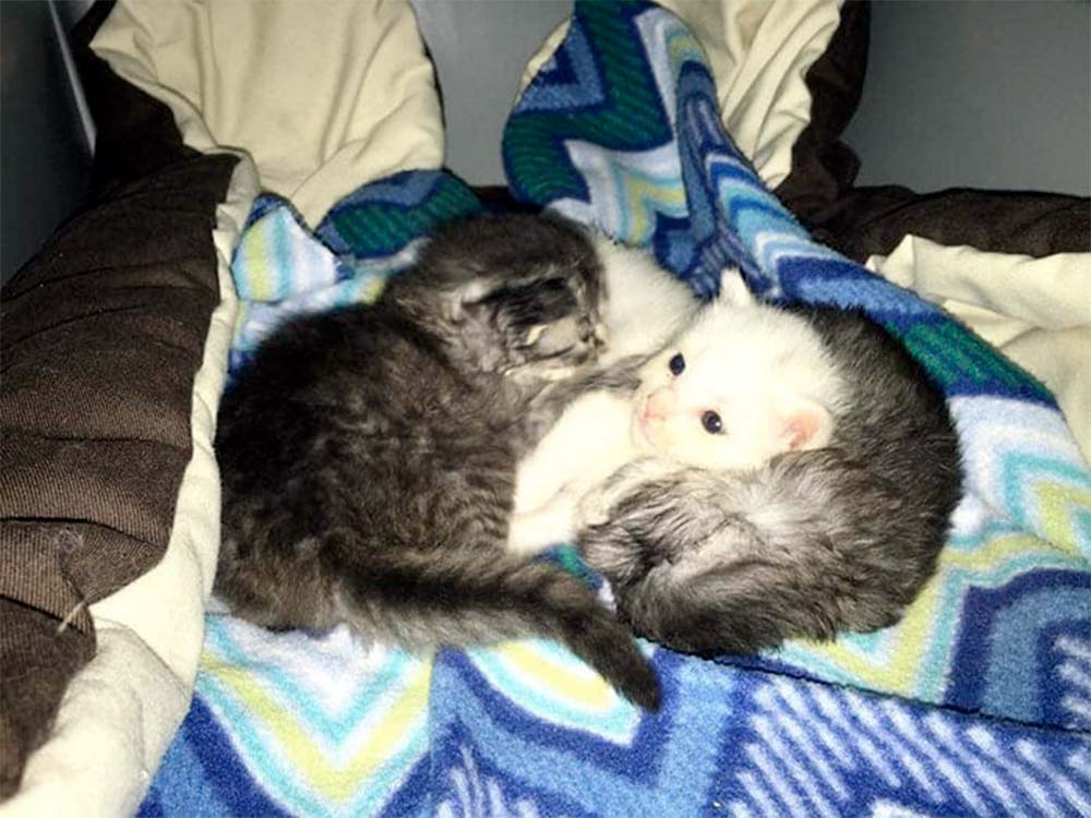 Котята как могли, оберегали больную сестричку. Вскоре они нашли новую маму