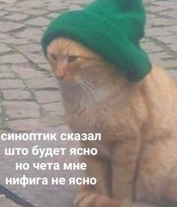 Мемы про котов Што синоптик сказал фото