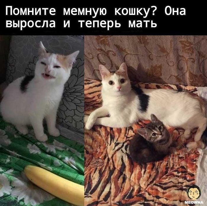 Мемы про котов Помните кошечку мем? фото