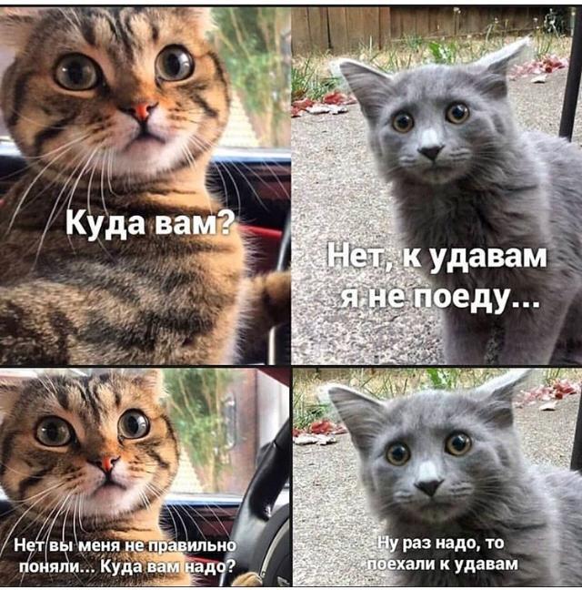 Мемы про котов Куда вам надо? фото