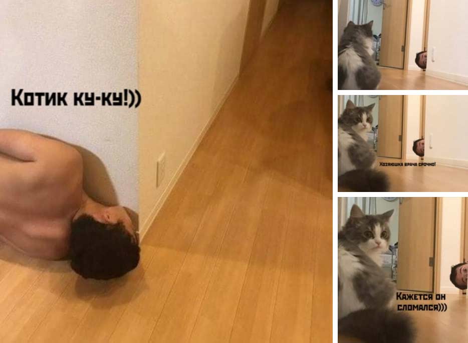 Мемы про котов Котику ку-ку!! фото