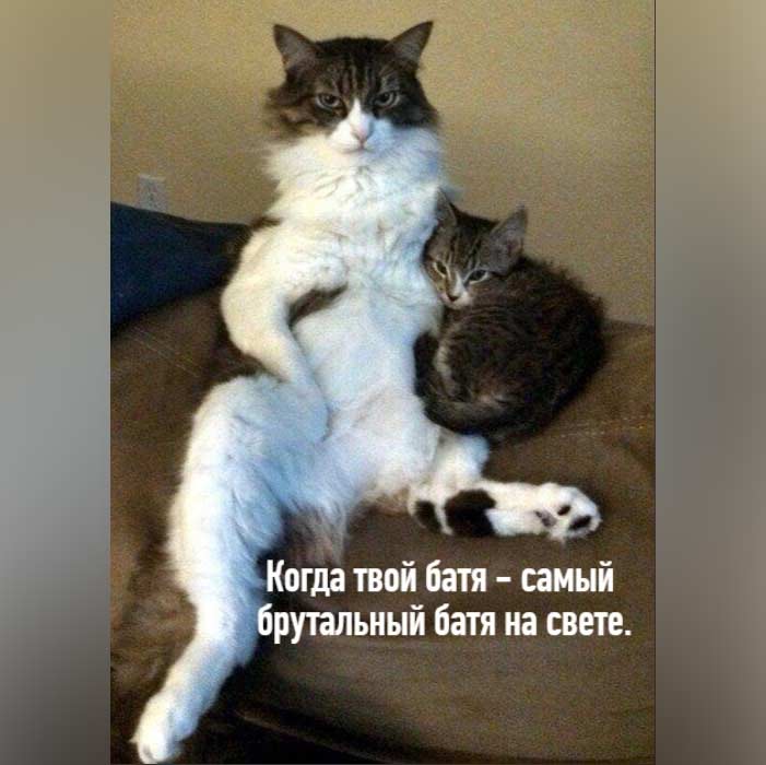 Мемы про котов Когда твой батя — самый брутальный батя на свете фото