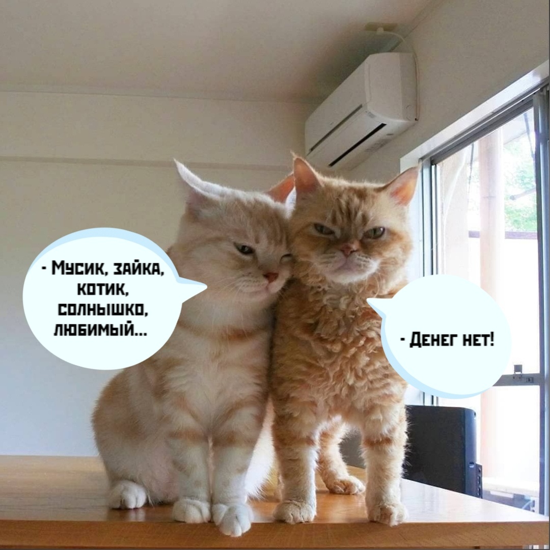 Мемы про котов Мусик, зайка, котик, солнышко, любимый... фото