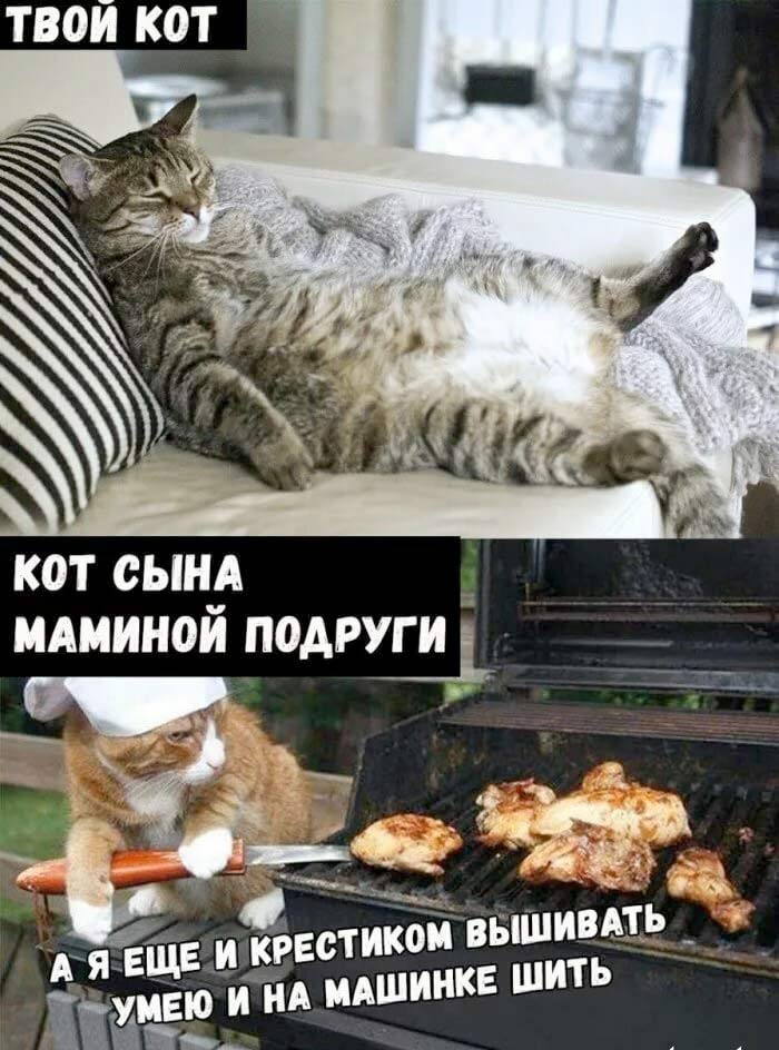 Мемы про котов Твой кот фото