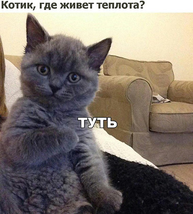 Мемы про котов милота фото