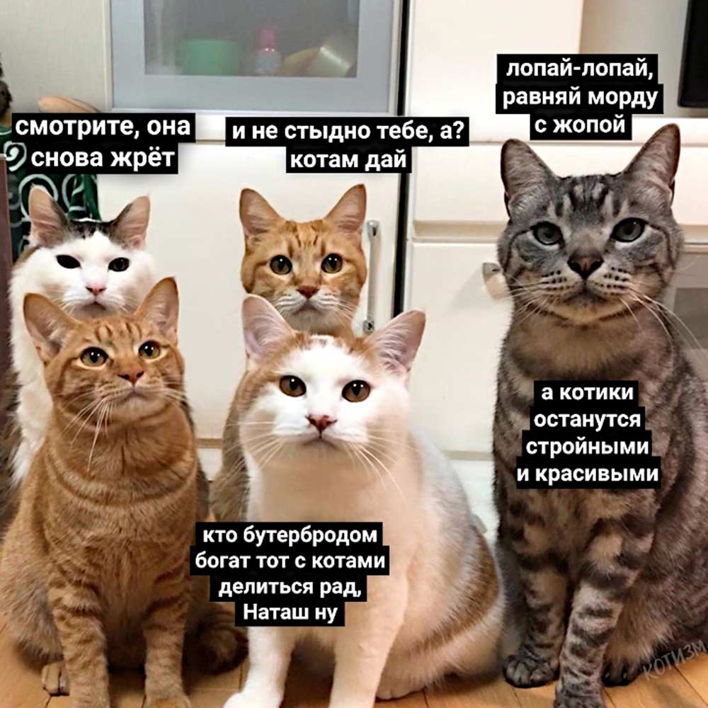 Мемы про котов жрать хотим фото