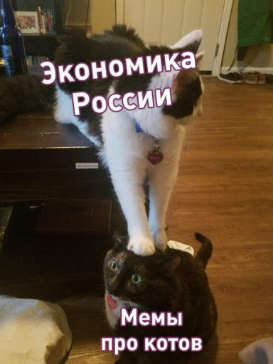 Мемы про котов Экономика России фото
