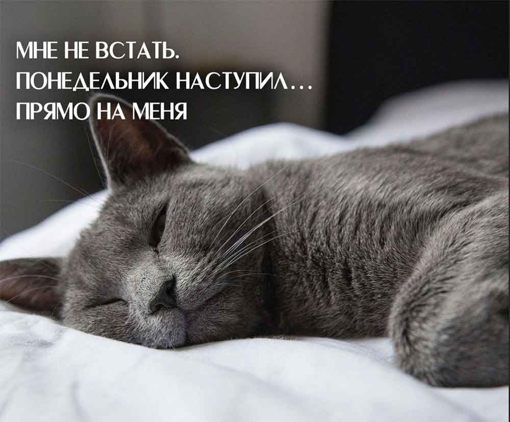 Мемы про котов Утро понедельника фото