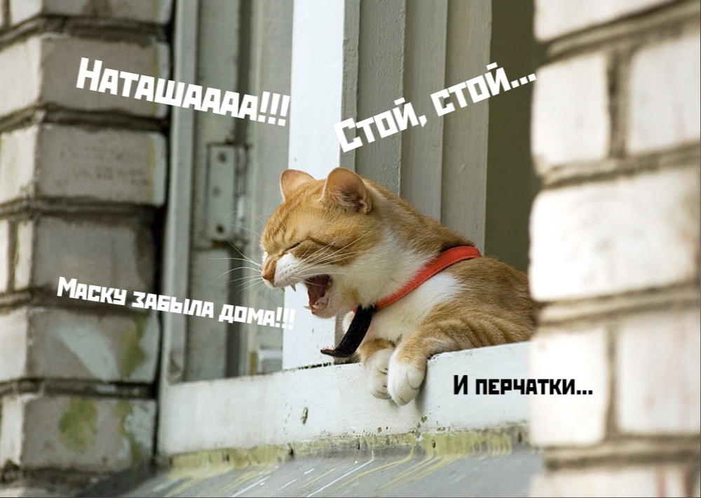 Мемы про котов Наташа, стой! фото