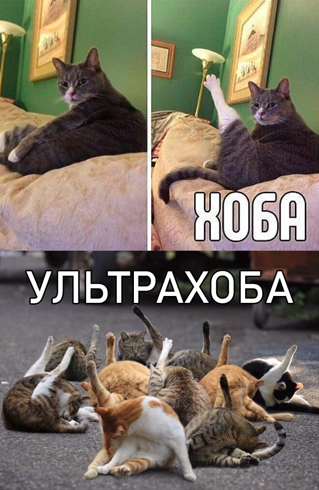 Мемы про котов Хоба фото