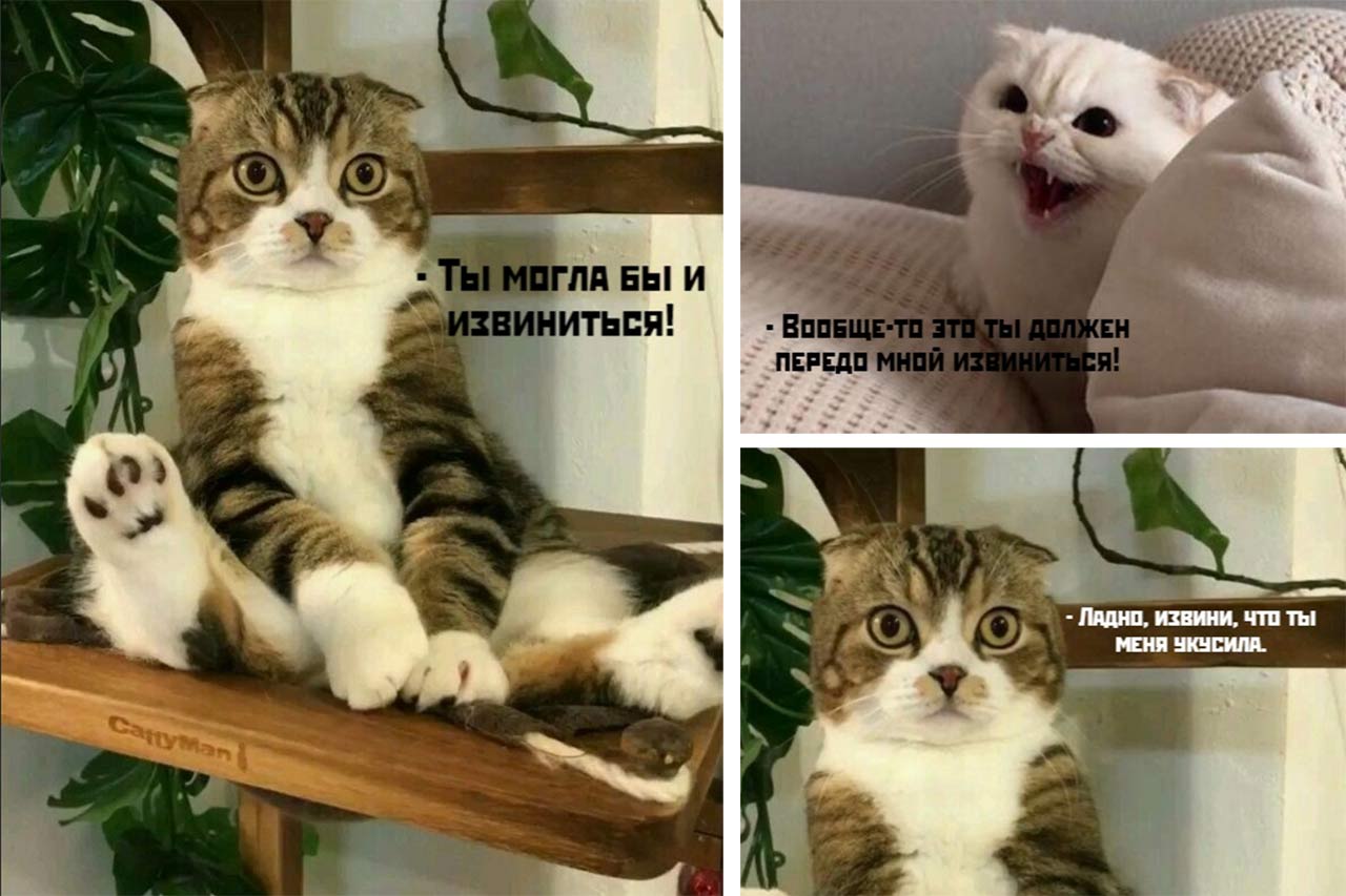Мемы про котов Ты могла бы и извиниться... фото