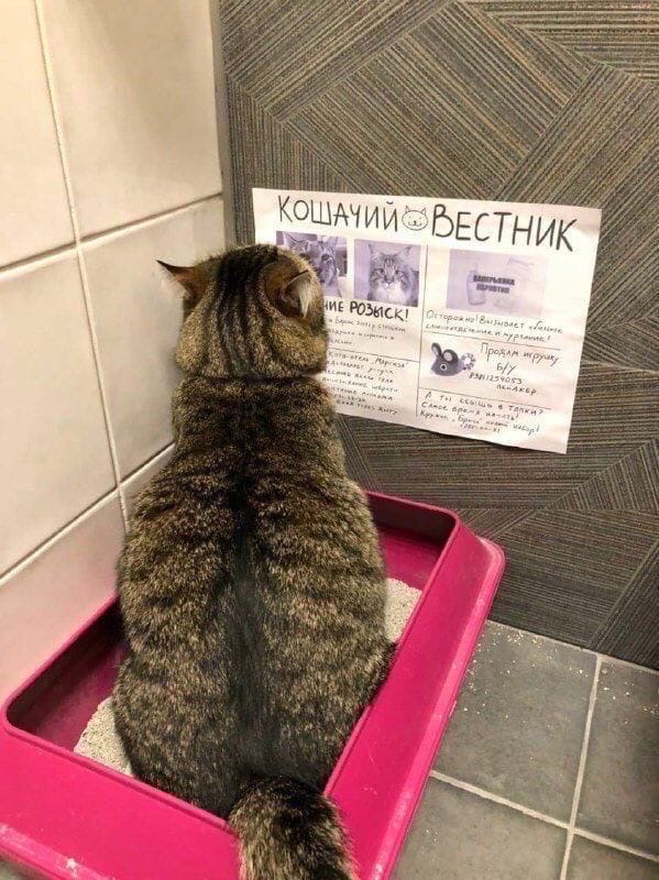 Мемы про котов Кошачий вестник фото