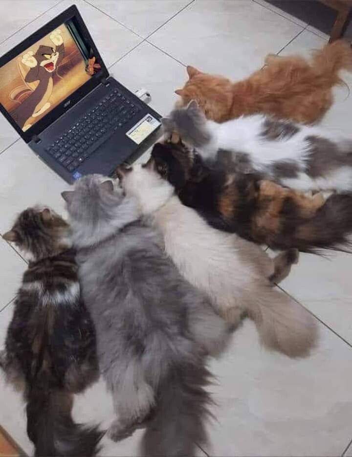 Мемы про котов Кошачий блокбастер фото