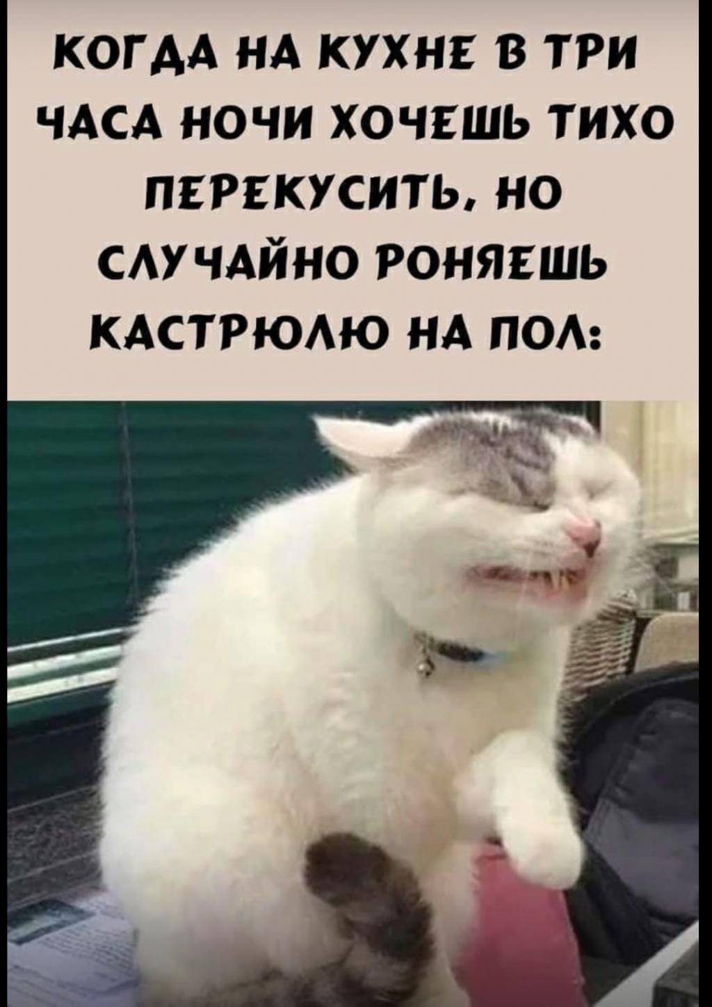 Мемы про котов Когда на кухне в 3 часа ночи хочешь тихо перекусить.. фото