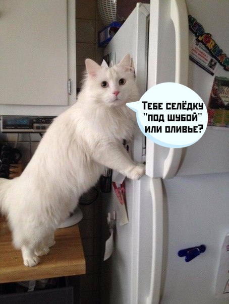 Мемы про котов Самое время доедать салатики))) фото