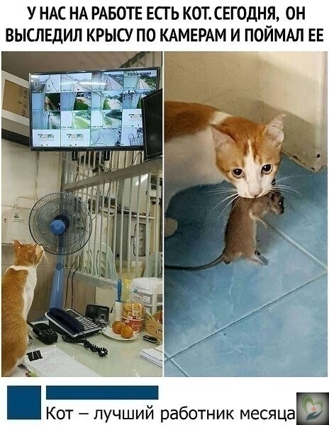 Мемы про котов Лучший работник месяца фото