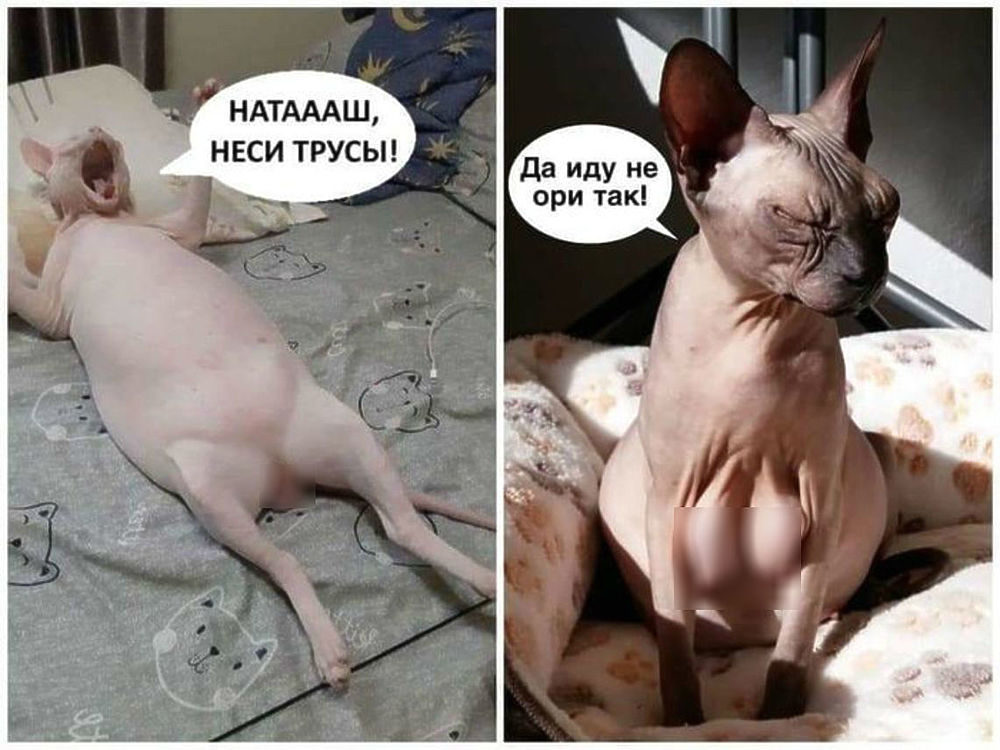 Мемы про котов Наташ, неси трусы фото