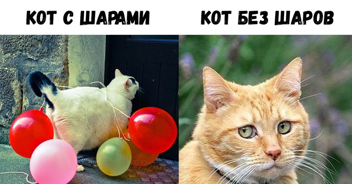 Мемы про котов Печаль фото