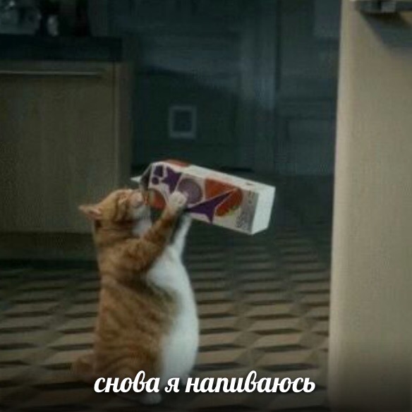 Мемы про котов Эх, напиваюсь фото