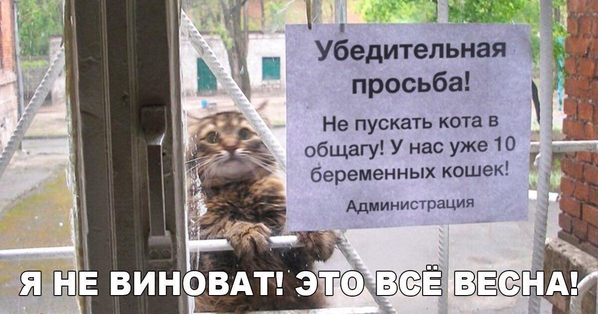 Мемы про котов Убедительная просьба, не пускать кота в общагу фото