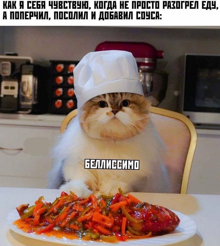 Мемы про котов Шеф фото
