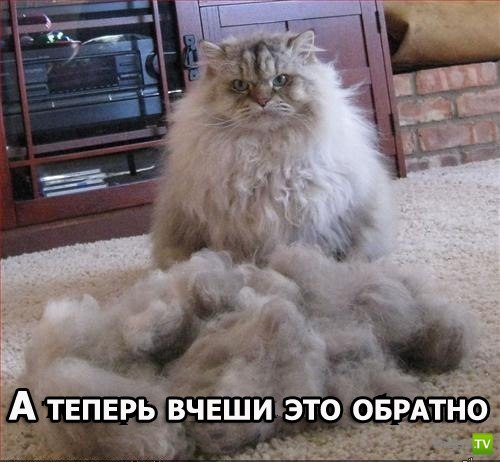 Мемы про котов Когда почесал хозяин фото