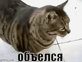 Мемы про котов Котэ в пукэ (пукэ это туалет с кастрюлей пельменей) фото