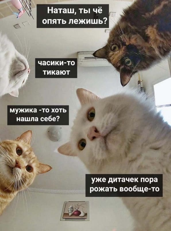 Мемы про котов 