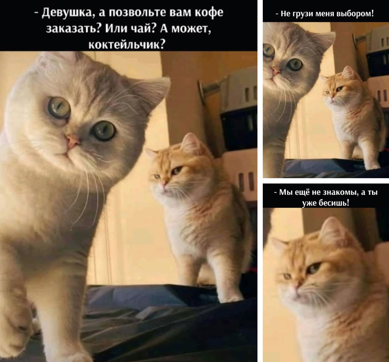 Мемы про котов Мы еще не знакмы, а ты уже б**** фото