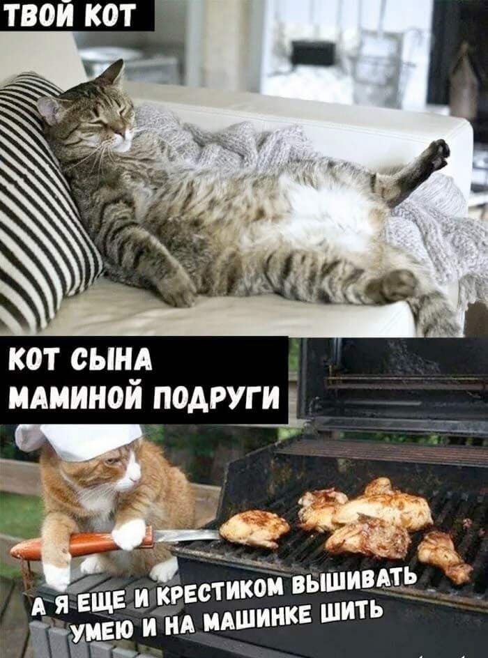Мемы про котов Кот сына маминой подруге фото