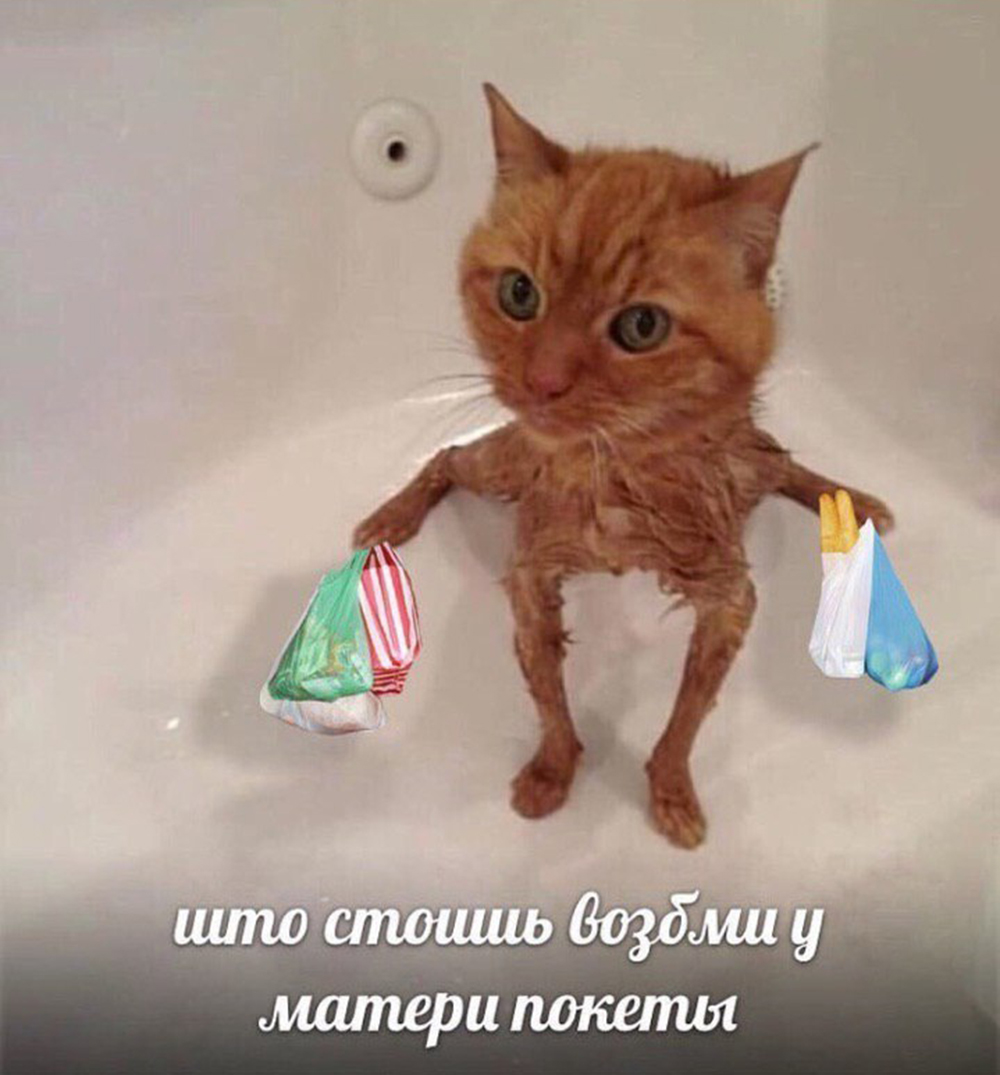 Мемы про котов Шо стоишь возьми у матери покеты фото