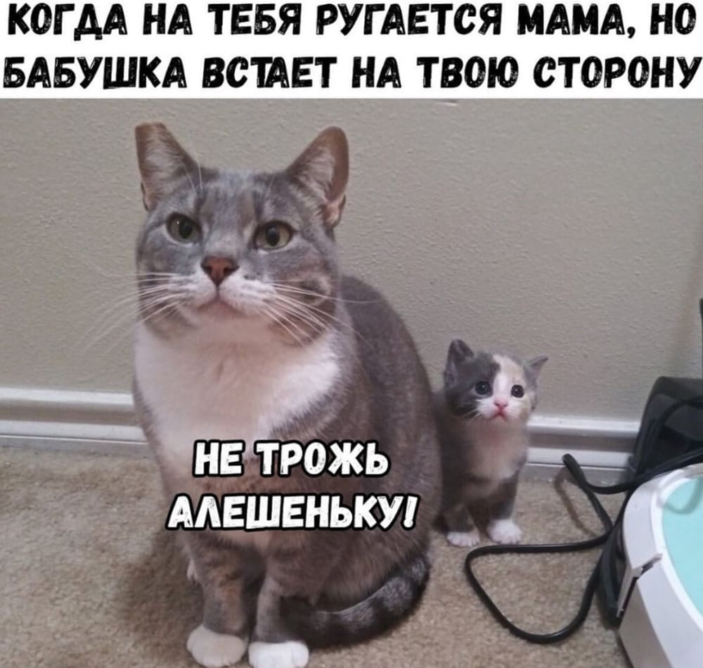Мемы про котов Когда на тебя ругается мама, но бабушка встает на твою сторону фото