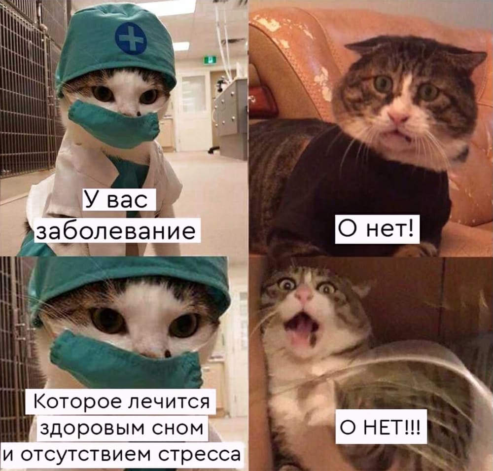 Мемы про котов У вас заболевание! фото