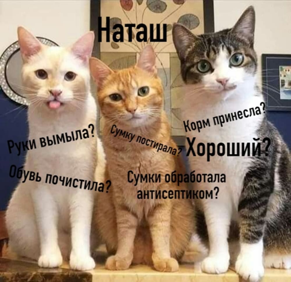 Мемы про котов Наташ, Наташ!!! фото