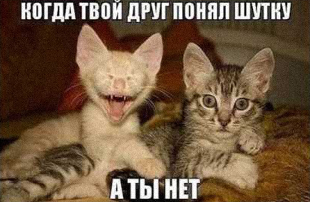 Мемы про котов Когда твой друг понял шутку а ты нет фото
