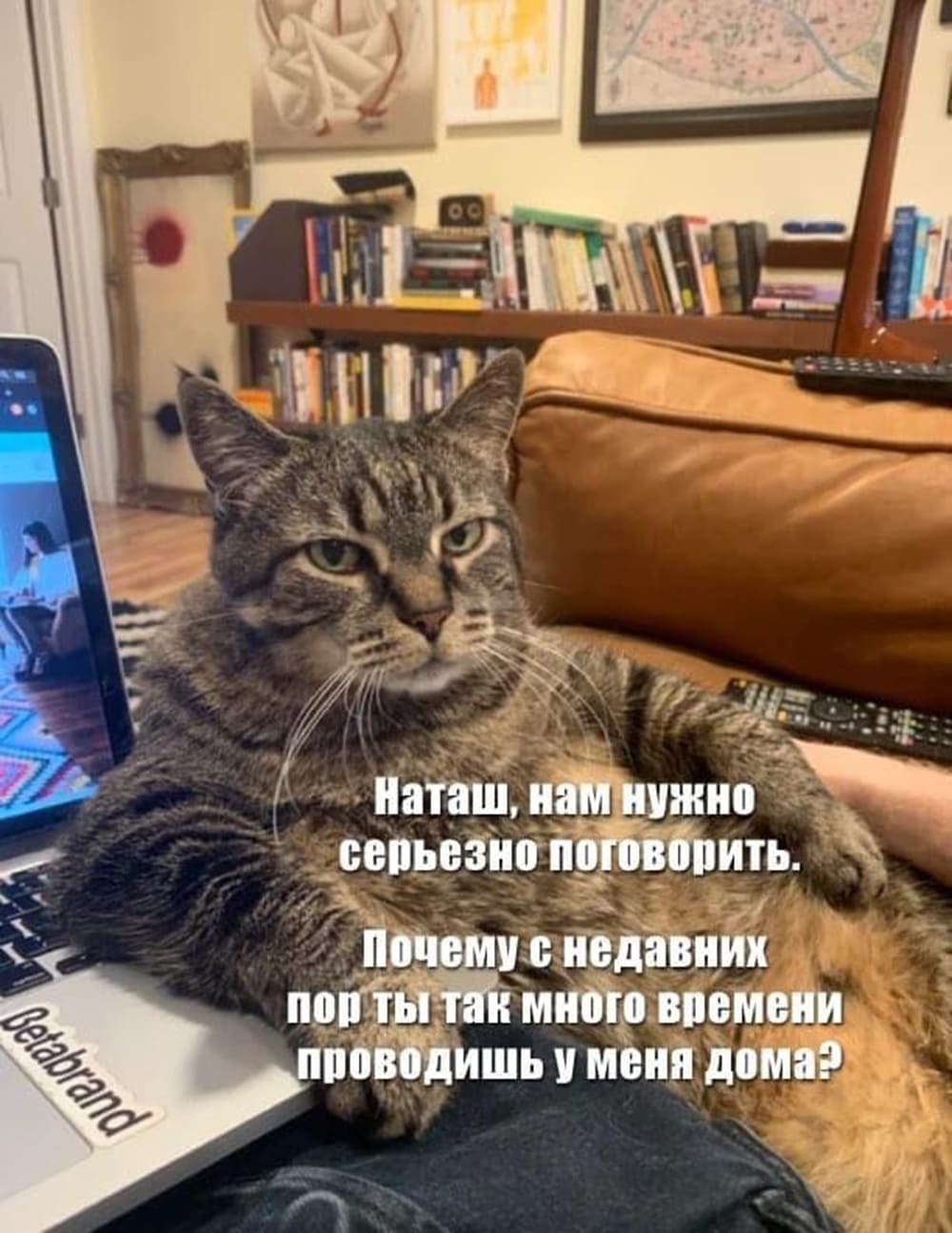 Мемы про котов Наташ, нам нужно серьезно поговорить фото