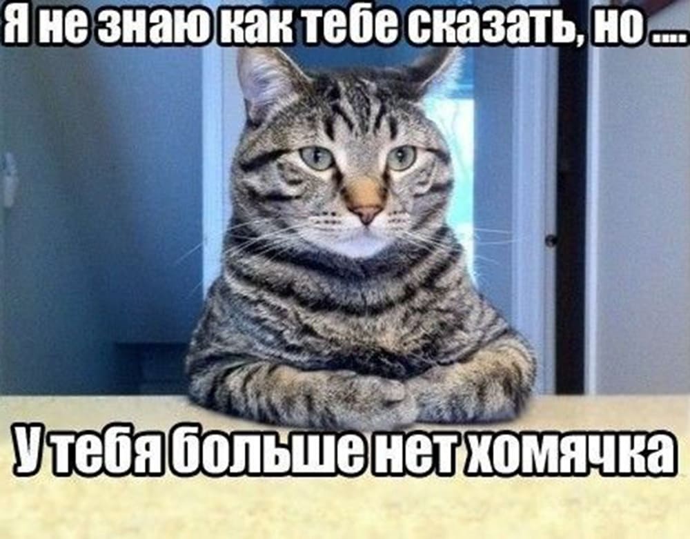 Мемы про котов Я не знаю как тебе это сказать... фото