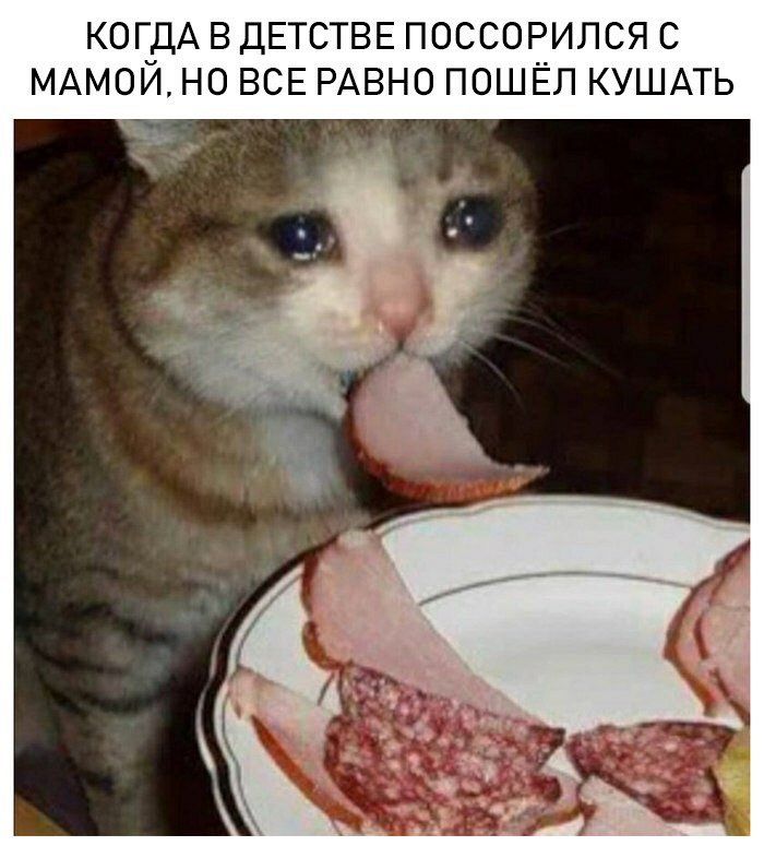 Мемы про котов Когда поссорился с мамой фото