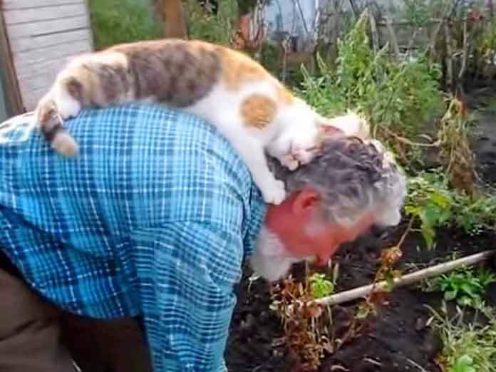 Кошка настолько любит своего хозяина, что хочет помогать ему во всех делах