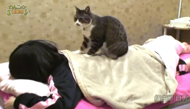В японском спа работает кот-массажист